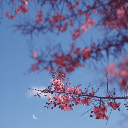 edit sparkle moon sky flowers