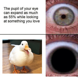 ducks cuteduck duckmeme meme freetoedit