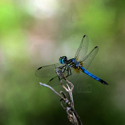 photography alysathena_photography dragonfly freetoedit