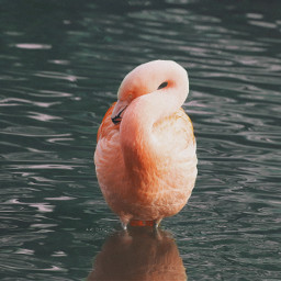 freetoedit flamingo
