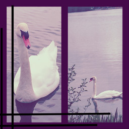 interesting nature travel photography park water lake swan ducks vintageedit collage plants freetoedit