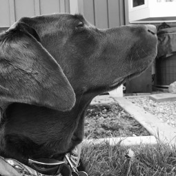 freetoedit photography noedits dog doggo dogphotography blackandwhite cute dogs chocolatelab labradorretriever mypic picbyme pupper puppy animalphotography