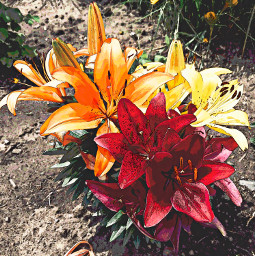 lily lilies flowerblooms myphoto edited watercolor dramatic nature colorsisee