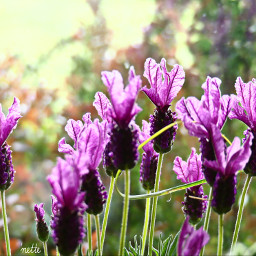freetoedit lavender throughmywindow myoriginalphoto pccolorsisee colorsisee