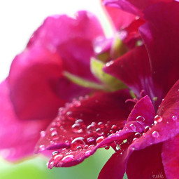 freetoedit geranium dewdrops myoriginalphoto pccolorsisee colorsisee