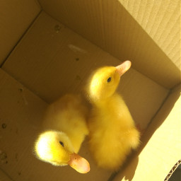 duck animal duckie ducks petsandanimals animaladventures newborn cuteness littleducky newpet sweet yellow yellowduck