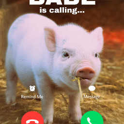 nobbscreative phone calling phonecall screen pig piggy piglet babe freetoedit unsplash rcbabeiscalling babeiscalling