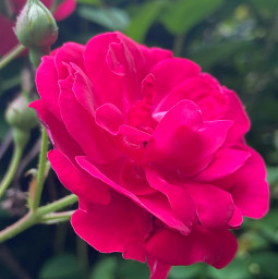 freetoedit flower nature pink red redflower summer iphonephotography photography pretty beautiful rose