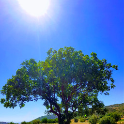 sky nature sun tree