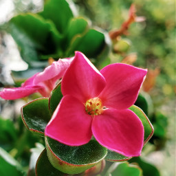 myphotography flower pink colorful color green nature naturaleza natureza flor flowerphotography picoftheday myphoto freetoedit