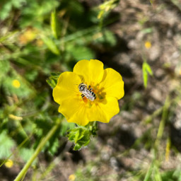 freetoedit pretty bee yellow flower