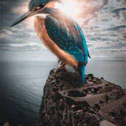 kingfisher freetoedit giantbird visual visual_creatorz bird lighthouse see whater