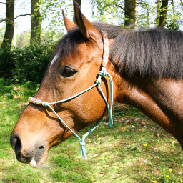 myhorse horse horselover horsephotography photography photograph horseportrait pcpetsofpicsart2021 petsofpicsart2021