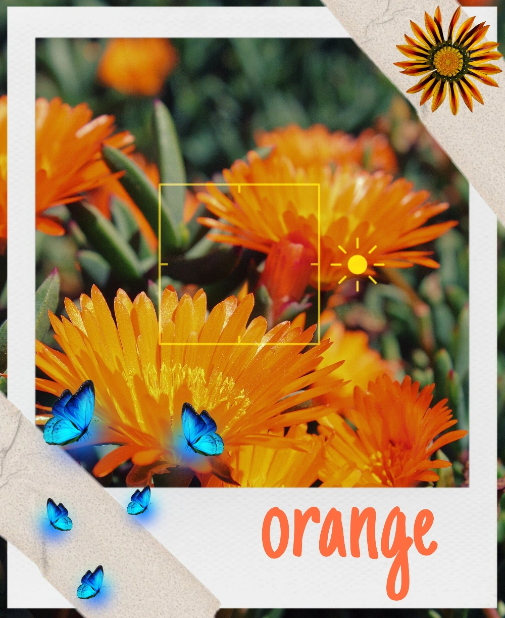 mirsulton #orange #orangeaesthetic #flower