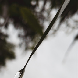 outdoors nature leaf raindrop macro reflection macrophotography shotoniphone iphonephotography iphoneography