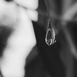 raindrop leaf reflection nature macro photography macrophotography blackandwhite bnw bw bw_lover vsco vscocam iphonephotography iphoneography