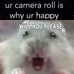 freetoedit stfu stfulol meme hamster