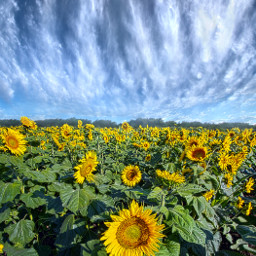 freetoedit remixit nature landscapephotography beauty pretty landscape flowers sunflowers
