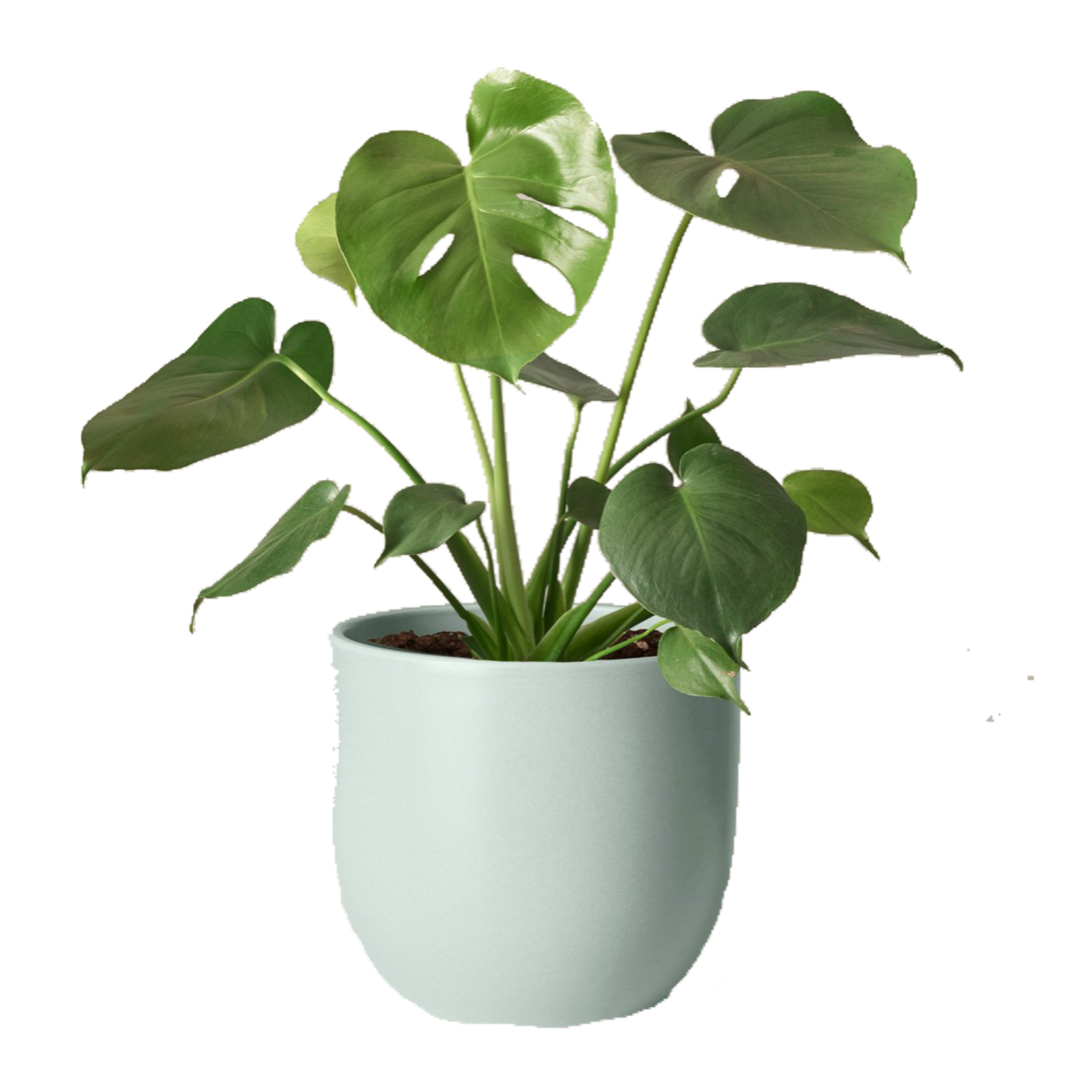 potted plant