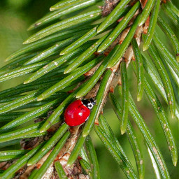 freetoedit ladybug nature tree bug red beetle tiny animal pcoutside outside