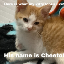 cat orange orangecat cheeto kitten kitty