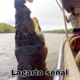 memes costarica puravida ticos aligator funny joke chistes celirica