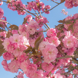 freetoedit flowers pink cherrybloasom sakura tree nature fairy sky pcartthroughmyeyes artthroughmyeyes