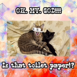 cats tabbycat toiletpaper freetoedit
