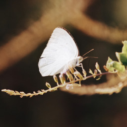 white butterfly outdoors garden nature plants leaves macro macroshot macrophotography insects picoftheday photooftheday