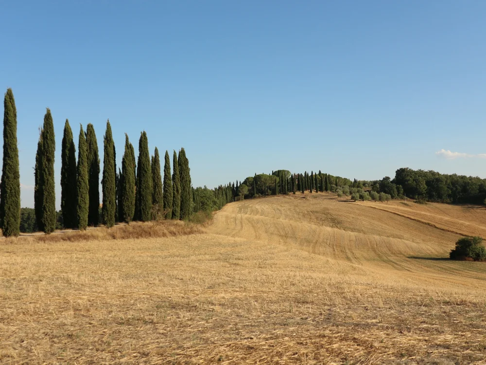 Le colline di Siena
#landscape