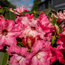 freetoedit rhodedendron flowers sky clouds summer pink leaves plant garden pretty friends pcthebestphotograph thebestphotograph