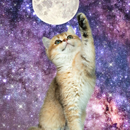freetoedit cat cats catlover universe galaxy cute moon