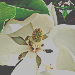 magnolia flower white insect bee polen green photonature