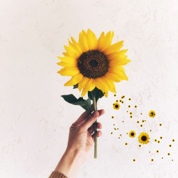 freetoedit sunflower srcsunflowersplash sunflowersplash