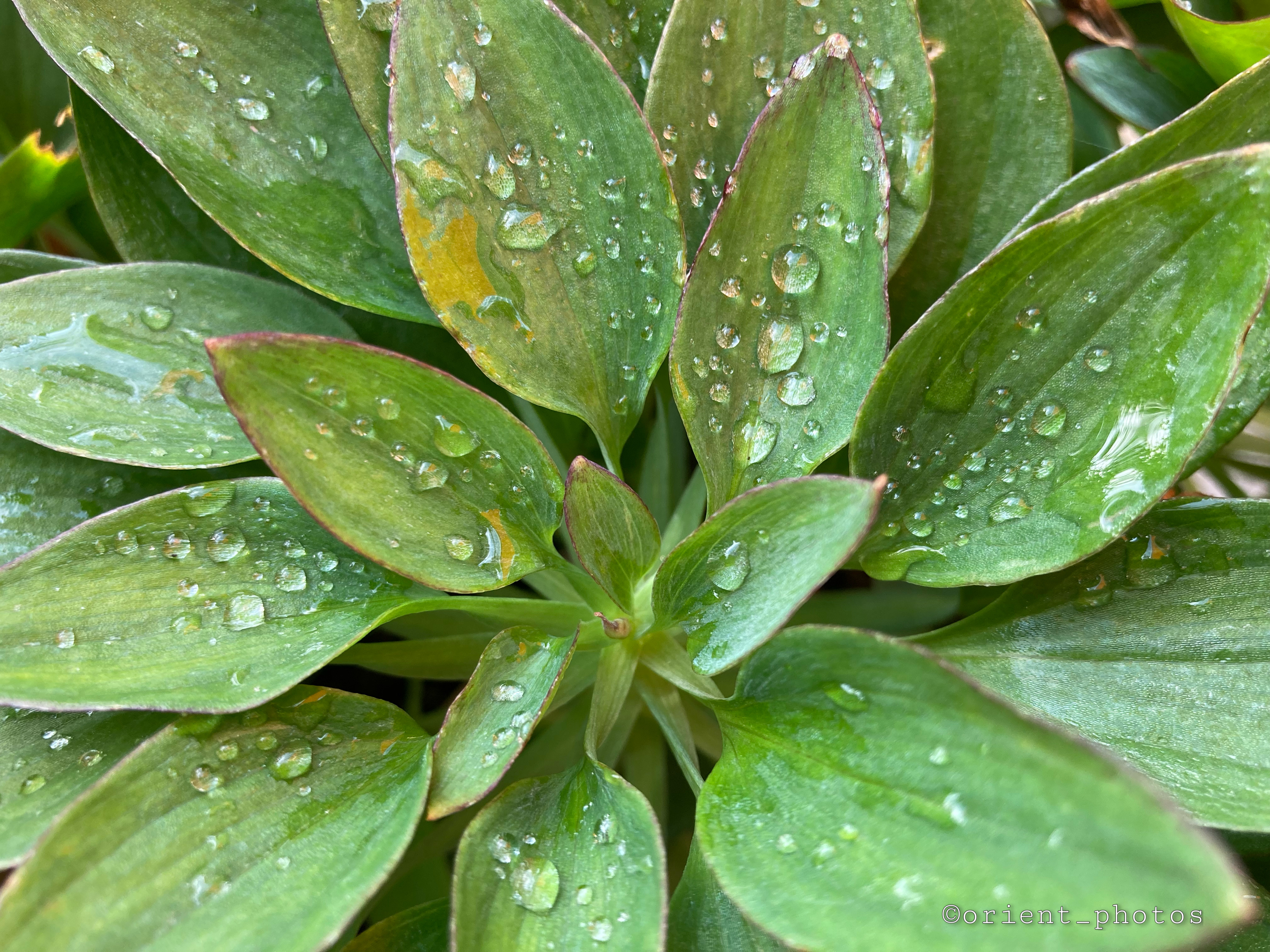 #flowershoutout #simple #flower #dewdrops #garden #photography #orient_photos #freetoedit 