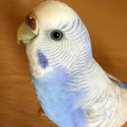 budgie parakeet bird budgerigar parrot challenge pcbeautythroughmyeyes beautythroughmyeyes