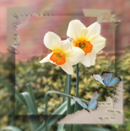 freetoedit bored itookthatpicture daffodils