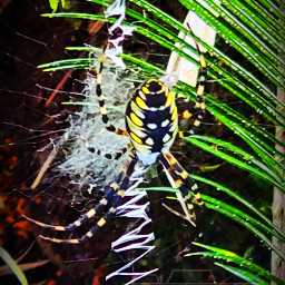 photography alysathena spider creepy insects local