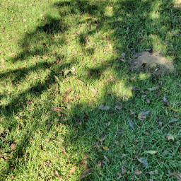 freetoedit tree shade background honeymg444