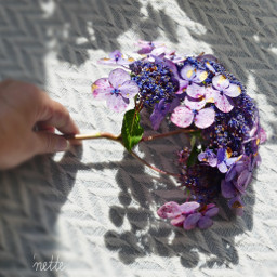 freetoedit inmyhand purple hydrangea myoriginalphoto blossom