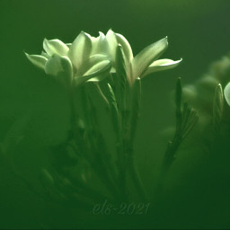 frangipani depthoffields flowers