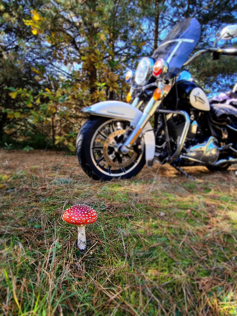#autumn #autumnvibes #mushrooms #forest
