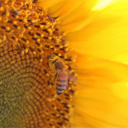 bee sunflower fallvibes pollen pcyellowisee yellowisee
