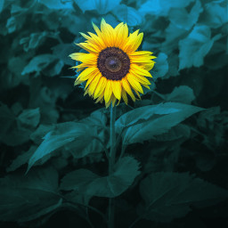 freetoedit sunflower remixit picsart nikond5300 photography flower nature naturelover summer autumn moody local
