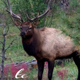 nature beautifull elk