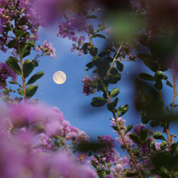 edit nature photography blue sky moon flowers freetoedit