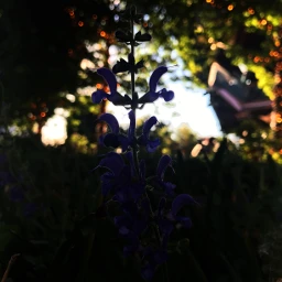 freetoedit flower lavender ny photography pcinthedark inthedark