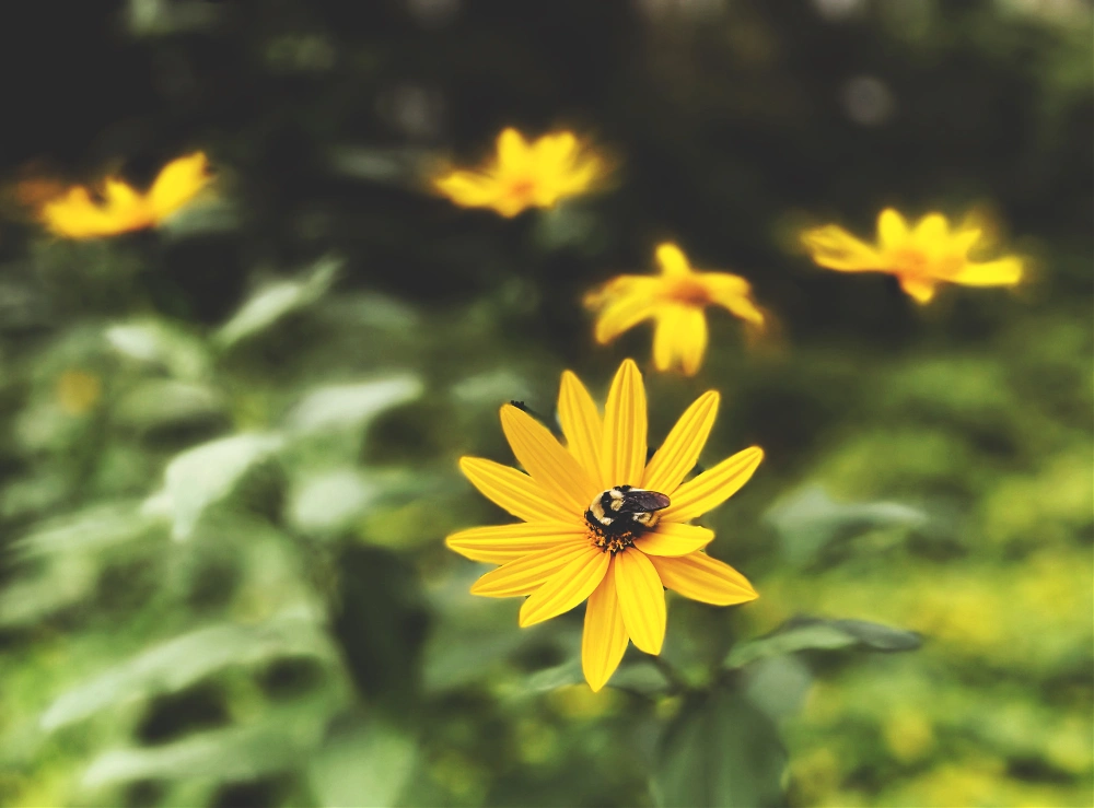 #autumn#petals#flowers#yellow#yellowflowers#bloom#earlyautumn#bee#bumblebee#natural#naturalbokeh#naturalblur#composition#closeup#ghostly#myphoto#myflowerphoto