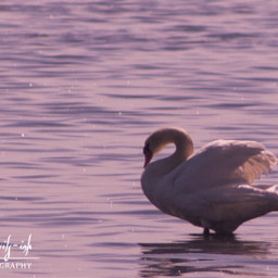 freetoedit photography swan bird nature