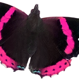 pink hot hotpinkaesthetic butterfly cute pretty kawaii cutie mariposa hotpink aesthetic baddie softie black kuromi softgoth goth pastelgoth